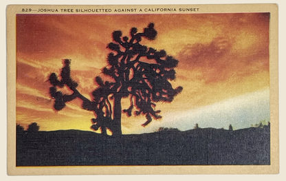Vintage Joshua Tree Silhouetted Against a California Sunset Postcard | Van Nuys CA Postmark | 1945