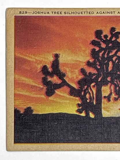 Vintage Joshua Tree Silhouetted Against a California Sunset Postcard | Van Nuys CA Postmark | 1945