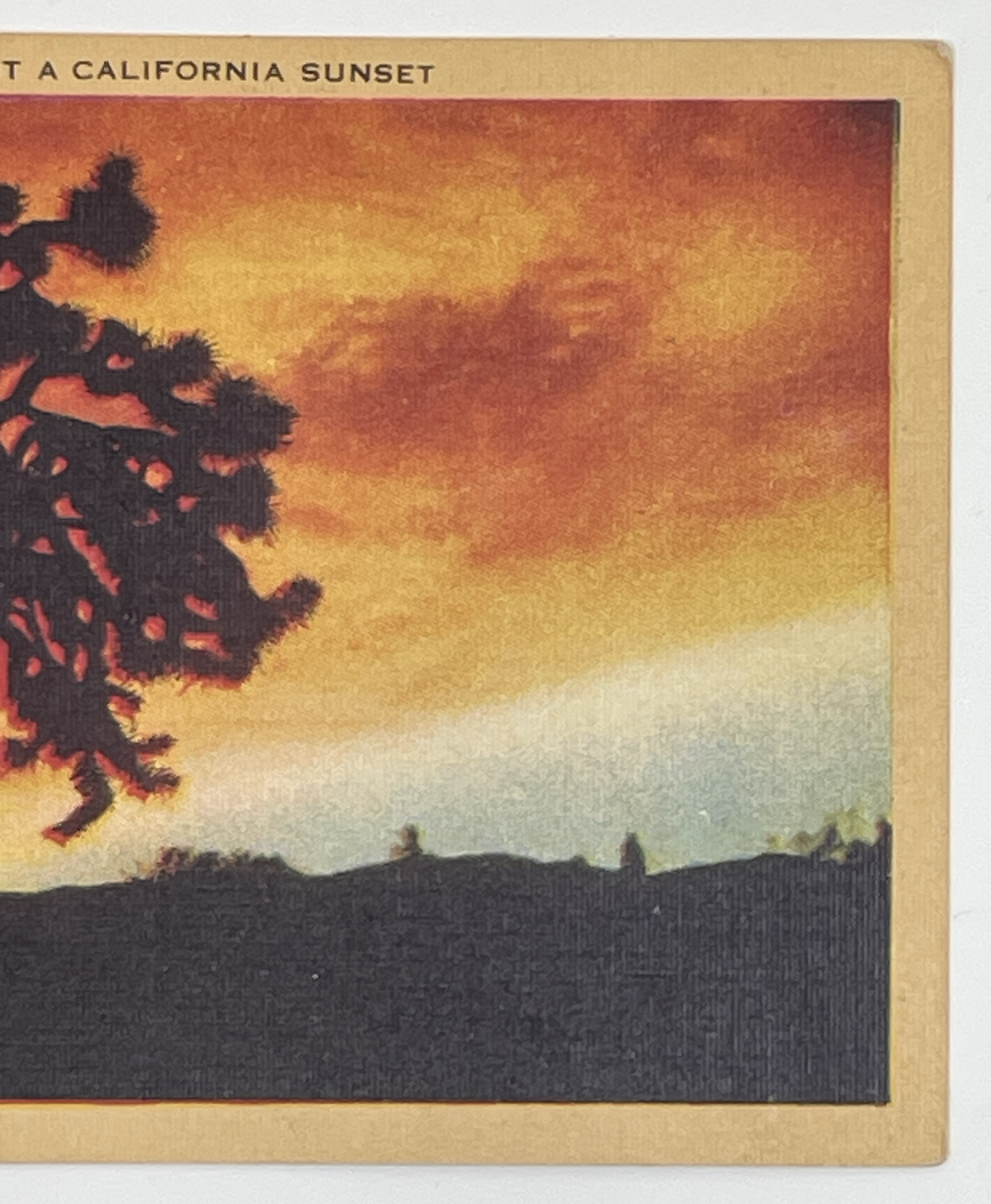 Vintage Joshua Tree Silhouetted Against a California Sunset Postcard | Van Nuys CA Postmark | 1945