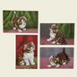 Vintage Postcards of Fluffy Kittens, D. Merlin, Swiss Publisher, Edition Stehli