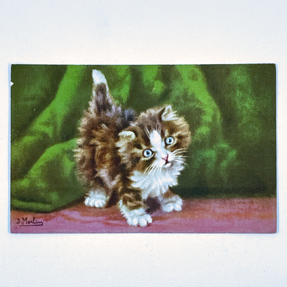 Vintage Postcards of Fluffy Kittens, D. Merlin, Swiss Publisher, Edition Stehli