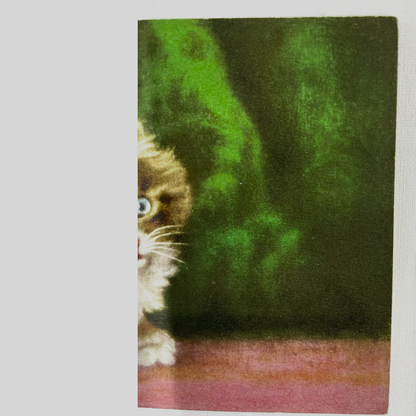 Vintage Postcards of Fluffy Kittens, D. Merlin, Swiss Publisher, Edition Stehli